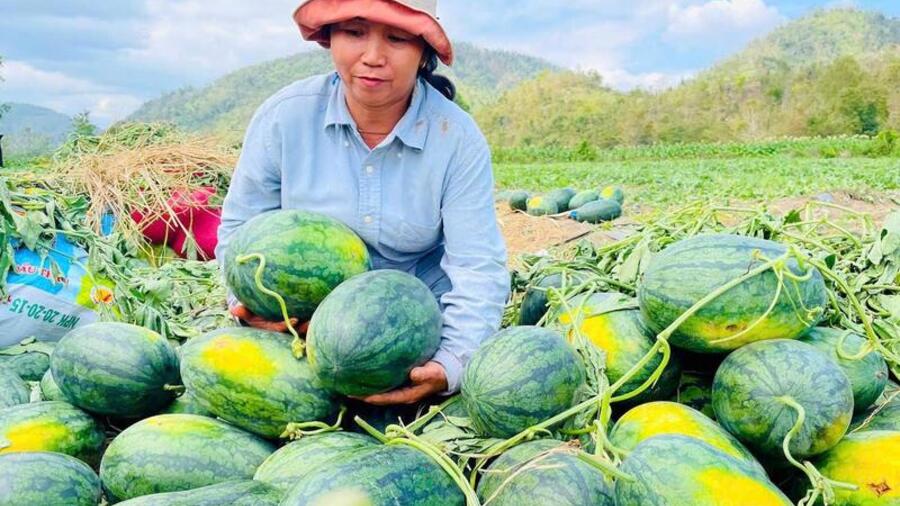 Lâm Đồng kêu gọi 'giải cứu' dưa hấu