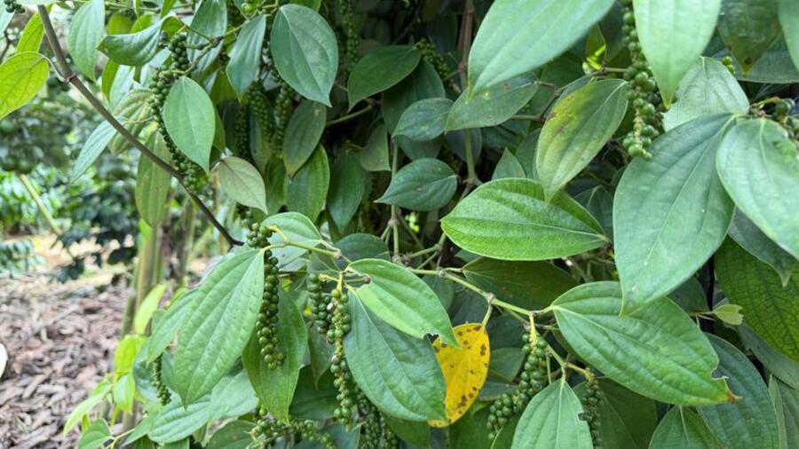 Giá tiêu hôm nay 18/3/2026: Cao nhất đạt 143.000 đồng/kg