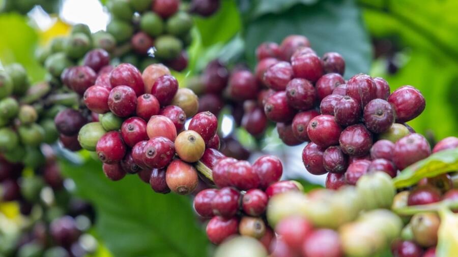 Giá cà phê tăng tuần thứ 5 liên tiếp