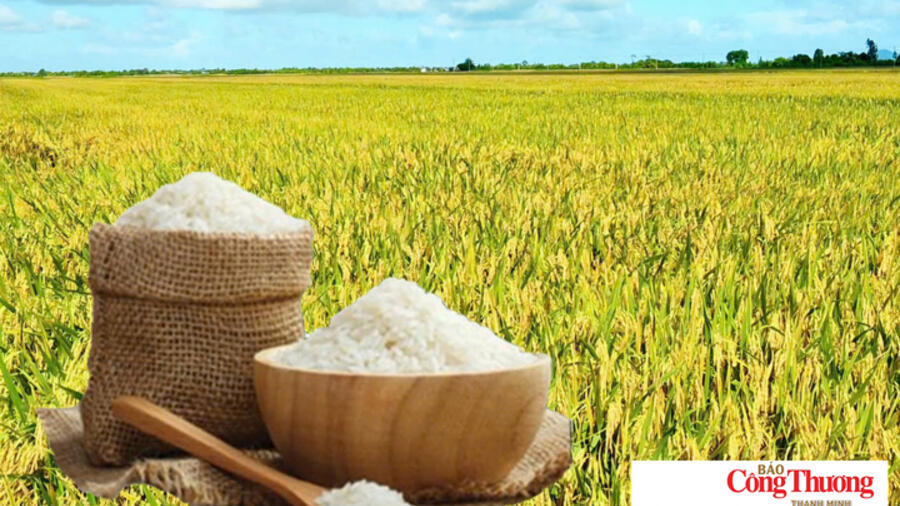 Giá lúa gạo hôm nay ngày 27/10/2026: Gạo xuất khẩu tăng mạnh