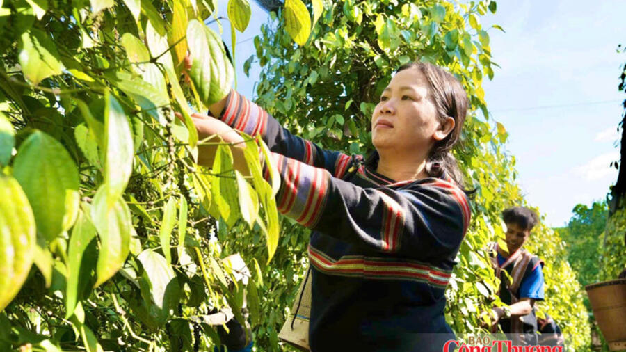 Giá tiêu hôm nay 27/10/2026: Giảm 1.000 đồng/kg tại Lâm Đồng