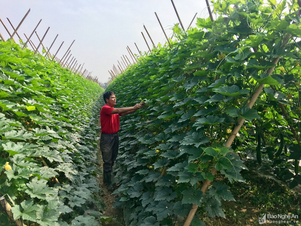 Những mô hình ứng dụng khoa học công nghệ trồng cây ăn quả đem lại kỳ vọng mới