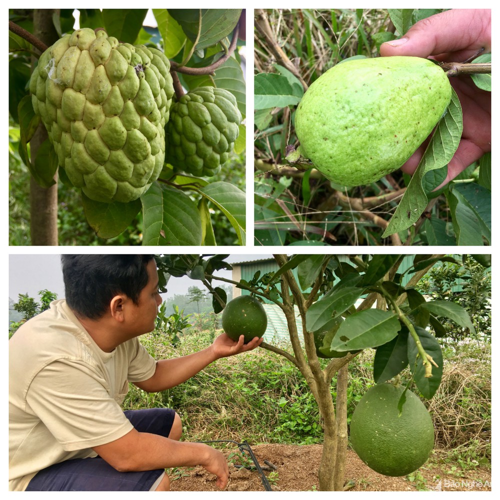 Những mô hình ứng dụng khoa học công nghệ trồng cây ăn quả đem lại kỳ vọng mới