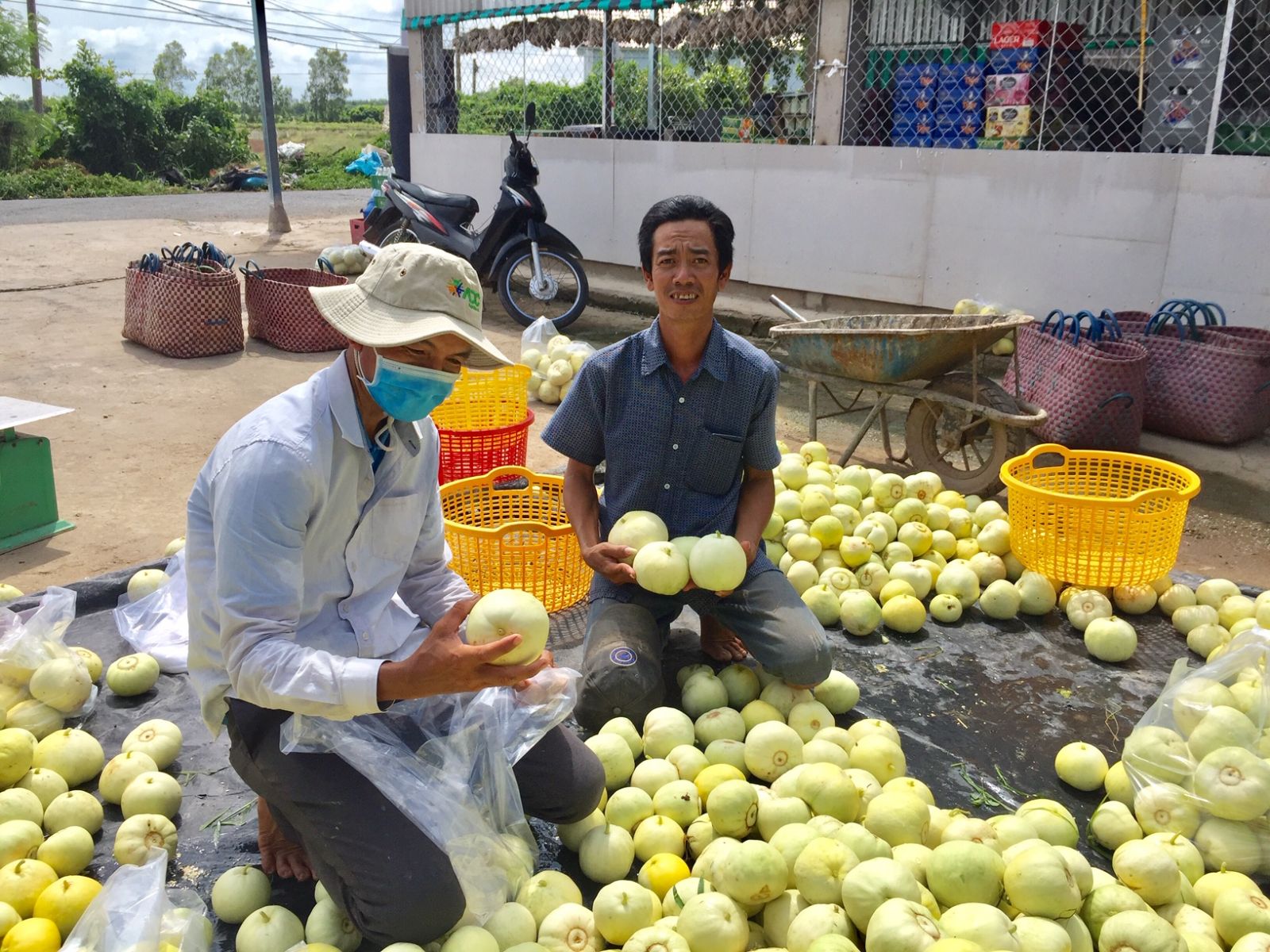 Anh Hữu Thọ (bên phải) phân loại dưa lê vừa mới thu hoạch giao thương lái.