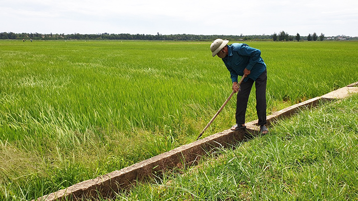 Nông dân cần thường xuyên thăm đồng để kịp thời phòng trừ sâu bệnh hại lúa hè-thu.