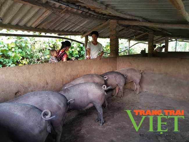 Lai Châu: Dịch tả lợn Châu Phi tái bùng phát trở lại - Ảnh 1.