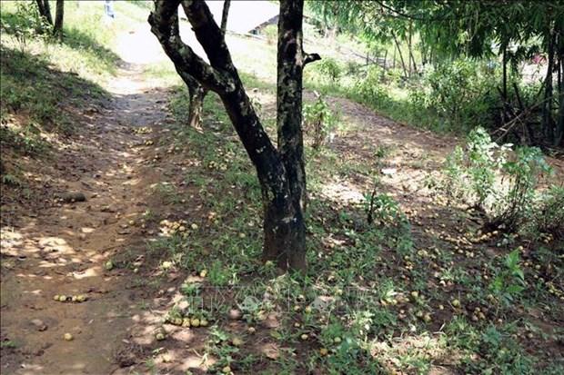 Kho khan tim dau ra cho qua son tra o vung cao Son La hinh anh 7