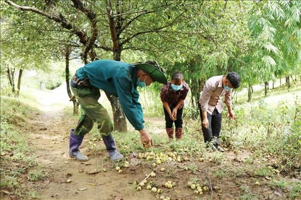 Kho khan tim dau ra cho qua son tra o vung cao Son La hinh anh 6