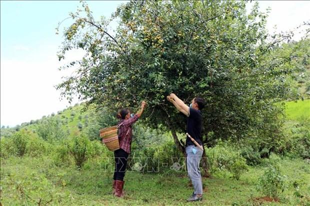 Kho khan tim dau ra cho qua son tra o vung cao Son La hinh anh 5