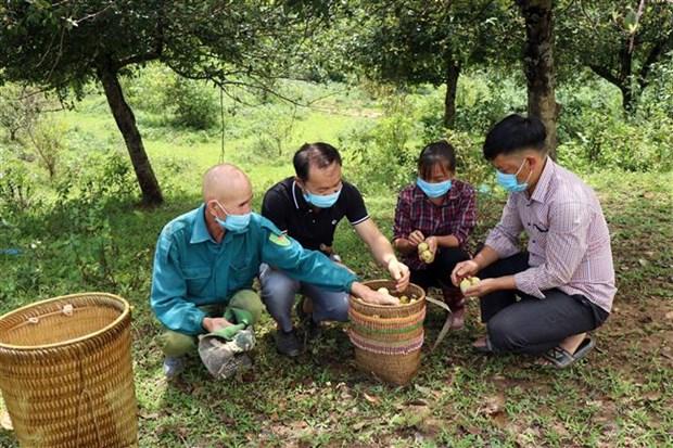 Kho khan tim dau ra cho qua son tra o vung cao Son La hinh anh 4