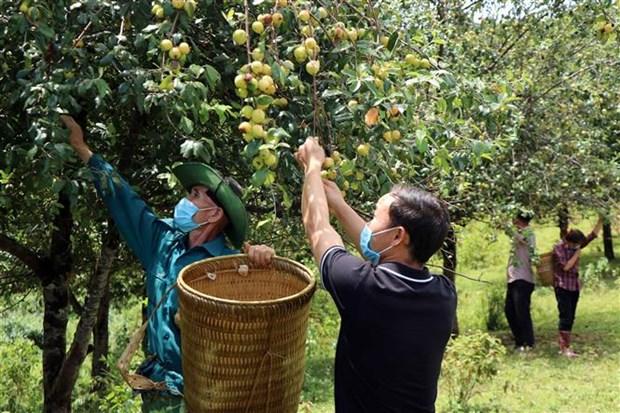 Kho khan tim dau ra cho qua son tra o vung cao Son La hinh anh 2