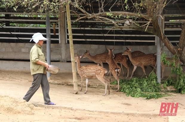 Chi Ha Thi Dua khoi nghiep thanh cong tu mo hinh nuoi huou sao hinh anh 1