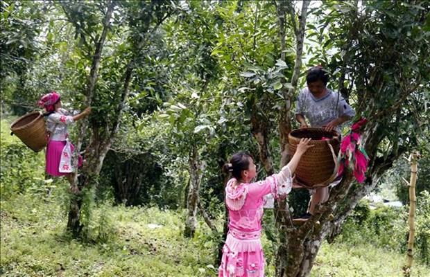 Khang dinh thuong hieu che dac san Shan tuyet Na Hang hinh anh 3