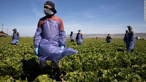 Hình ảnh các lao động làm việc tại một trang trại ở California (Hoa Kỳ) hồi tháng 4/2021. Ảnh: Getty.