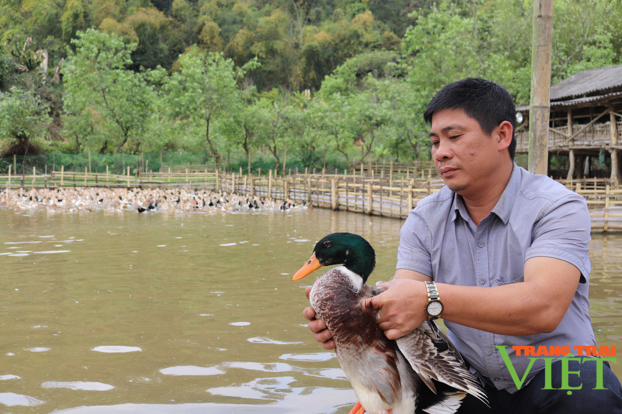 Thuận Châu chú trọng phát triển chăn nuôi bền vững - Ảnh 2.