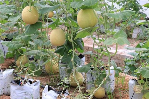 Trồng dưa lưới trong nhà màng: Hiệu quả cao nhưng khó mở rộng diện tích hình ảnh 3 Trong dua luoi trong nha mang: Hieu qua cao nhung kho mo rong dien tich hinh anh 3