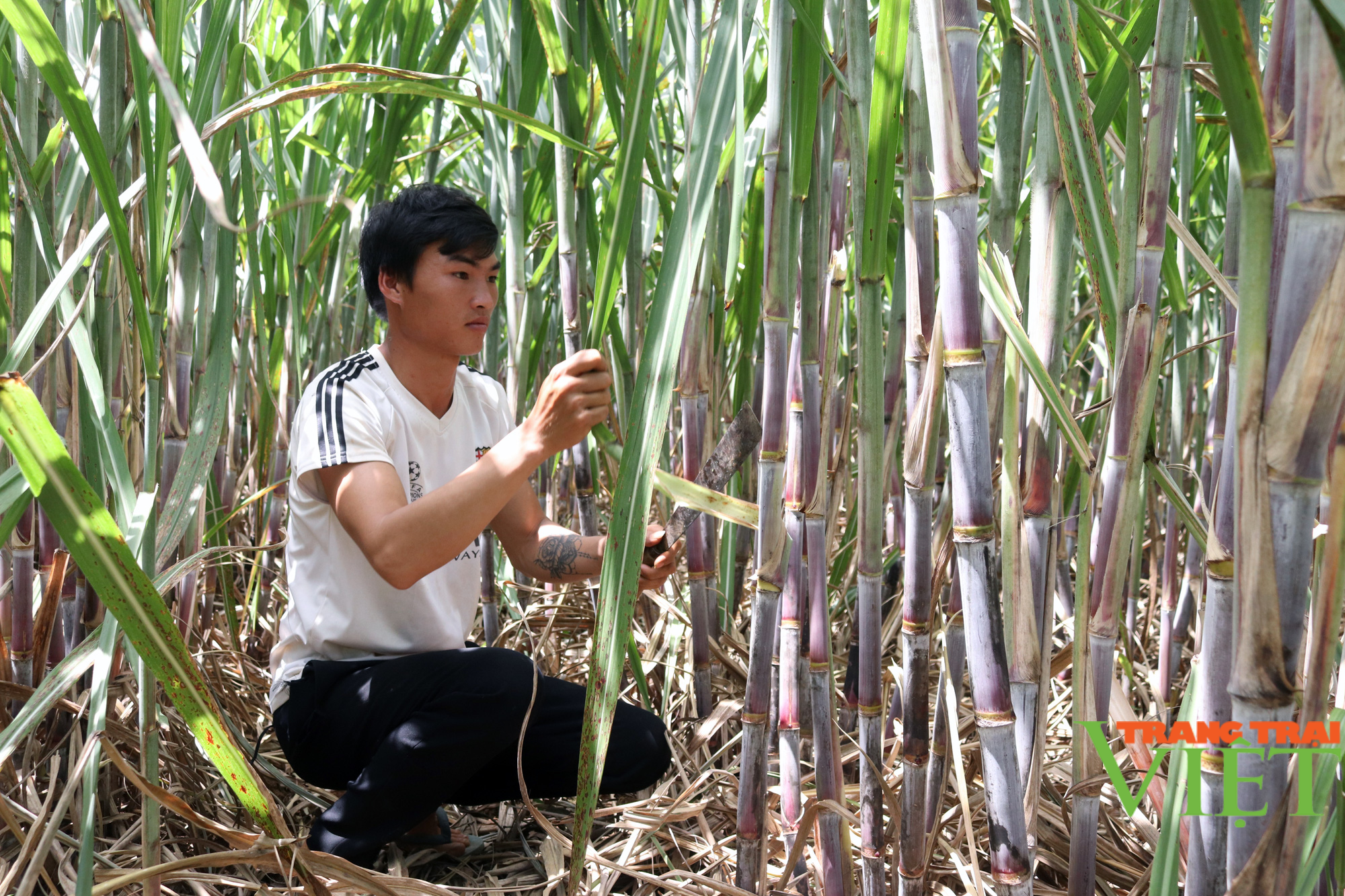 Sơn La: Một nông dân thu 200 triệu mỗi năm nhờ trồng mía - Ảnh 3.