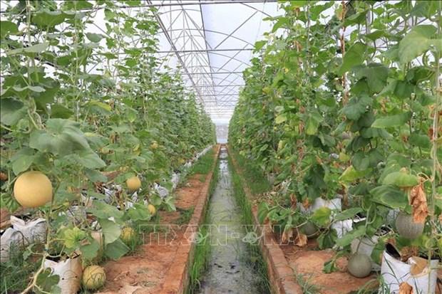 Trồng dưa lưới trong nhà màng: Hiệu quả cao nhưng khó mở rộng diện tích hình ảnh 1 Trong dua luoi trong nha mang: Hieu qua cao nhung kho mo rong dien tich hinh anh 1