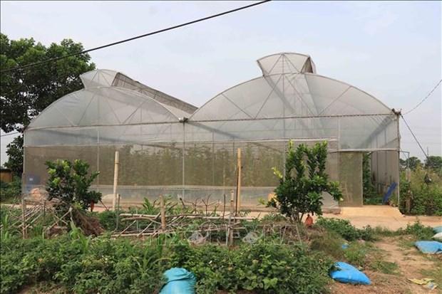 Trồng dưa lưới trong nhà màng: Hiệu quả cao nhưng khó mở rộng diện tích hình ảnh 4 Trong dua luoi trong nha mang: Hieu qua cao nhung kho mo rong dien tich hinh anh 4