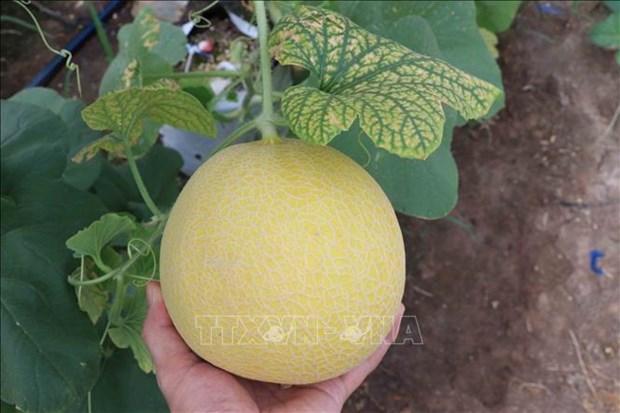 Trồng dưa lưới trong nhà màng: Hiệu quả cao nhưng khó mở rộng diện tích hình ảnh 2 Trong dua luoi trong nha mang: Hieu qua cao nhung kho mo rong dien tich hinh anh 2