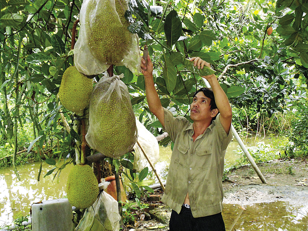 Nông dân thu hoạch mít Thái.