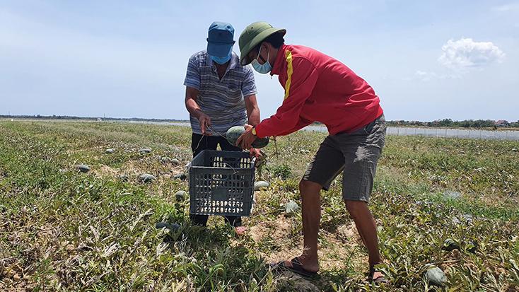 Mô hình chuyển đổi đất lúa sang trồng dưa hấu của ông Trần Văn Phi (xã Lộc Thủy, Lệ Thủy) mang lại hiệu quả kinh tế cao.