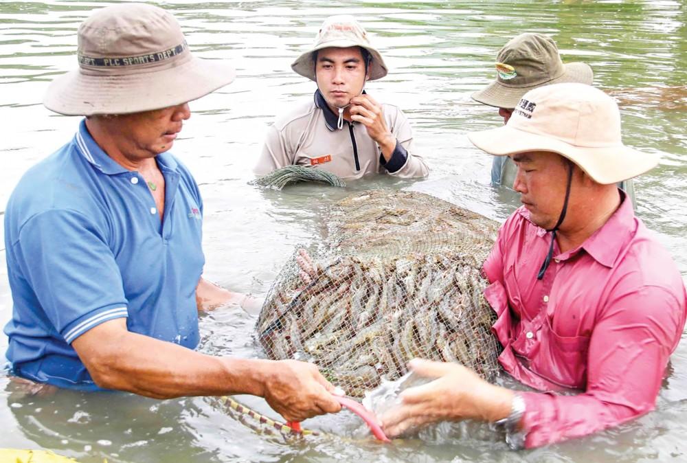 Thu hoạch tôm tại huyện Châu Thành, tỉnh Trà Vinh.