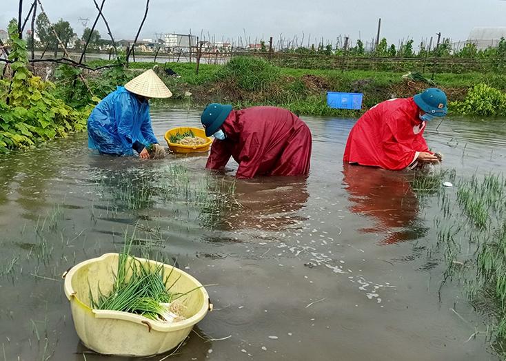 Hơn 50ha rau màu của người dân phường Quảng Long (TX. Ba Đồn) bị ngập sâu trong nước.