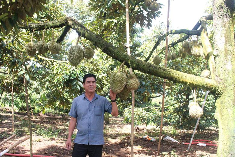 Những năm qua, cây sầu riêng đã góp phần không nhỏ trong việc mang lại lợi ích kinh tế cho người dân huyện Di Linh