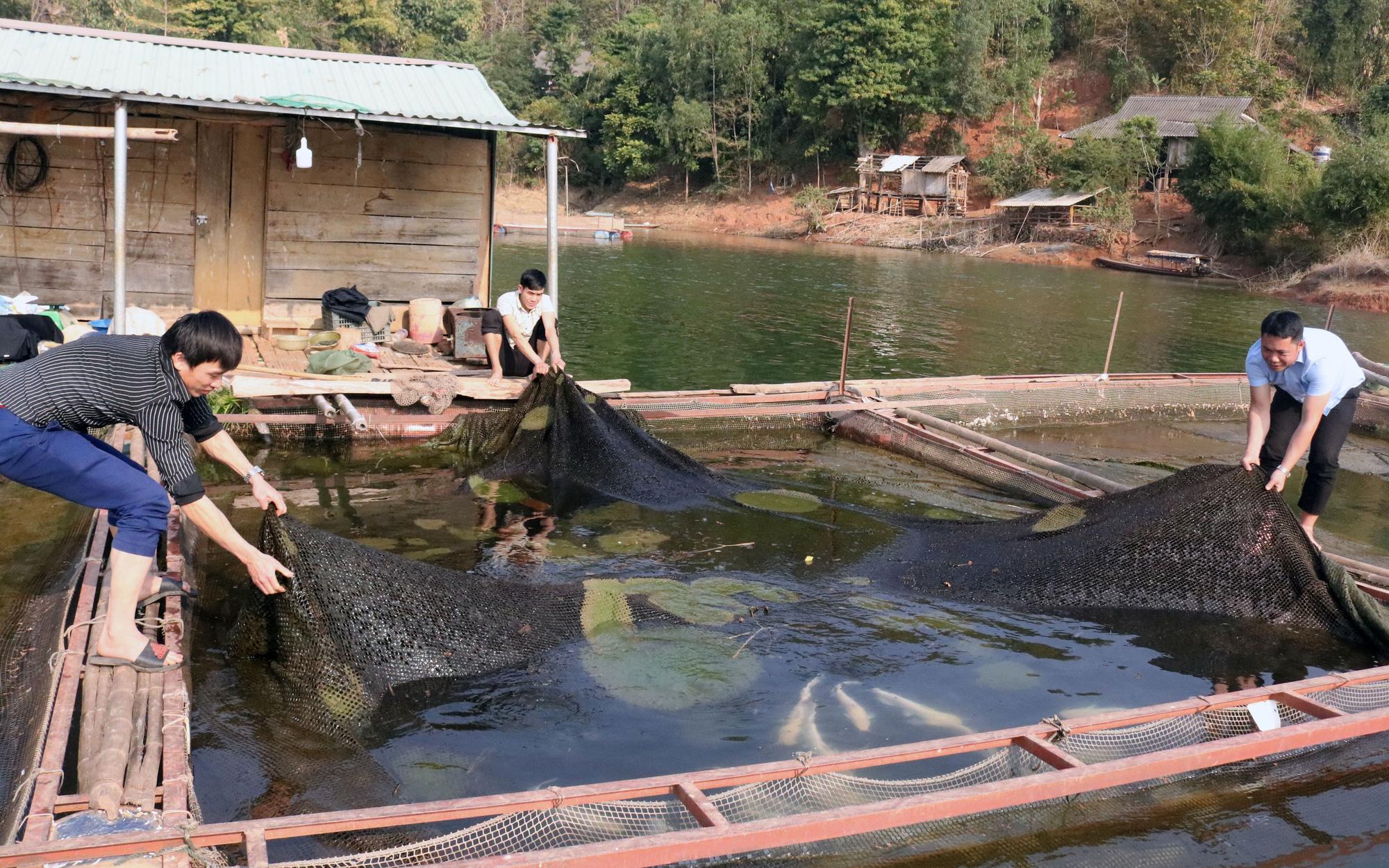Nuôi cá lồng trên lòng hồ thủy điện Sơn La, người dân bản Ít có thu nhập ổn định