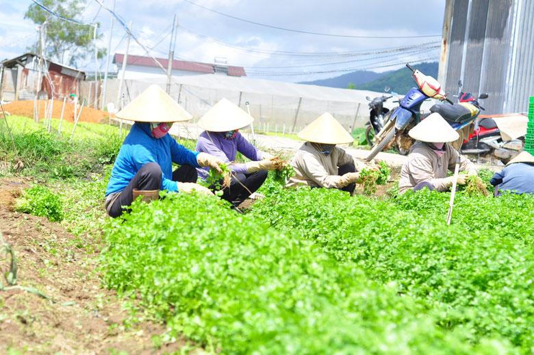 Bà con nông dân Đơn Dương thu hoạch nông sản