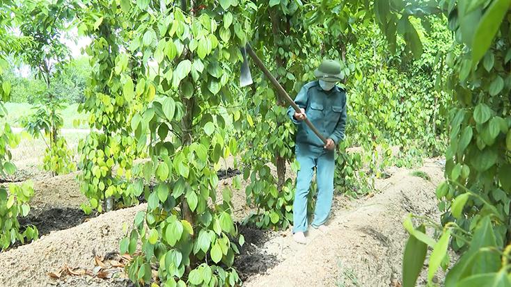 Anh Nguyễn Văn Tý  (thôn 4 xã Quảng Thạch) lo lắng về vụ tiêu mất mùa.