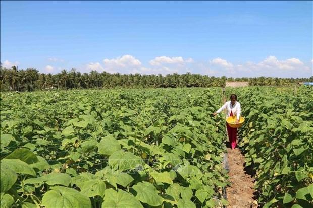 Tra Vinh chuyen doi gan 1.890 ha sang cay trong co hieu qua hinh anh 1