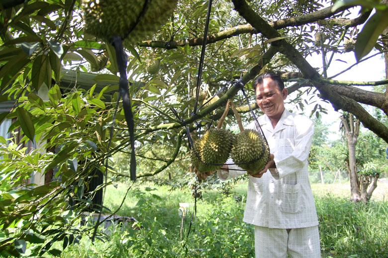 Sầu riêng của Ðạ Huoai được cấp mã số vùng trồng, đây là điều kiện tiên quyết để sản phẩm xuất khẩu được sang thị trường Trung Quốc.