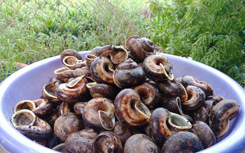 Không chỉ ngon và bổ dưỡng loài ốc lạ cực quý ở Tây Ninh còn được xem là loại động vật linh thiêng