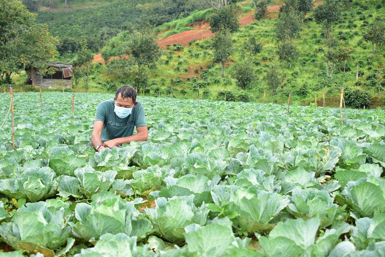 Nông dân ra đồng chăm sóc lại rau củ