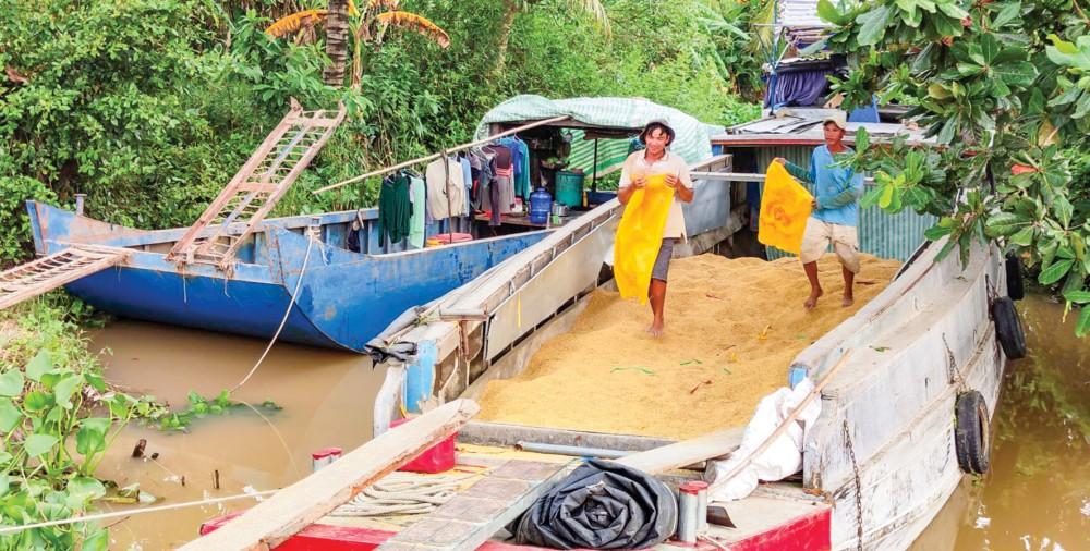 Thương lái thu mua lúa vụ thu đông 2021 tại huyện Thới Lai.