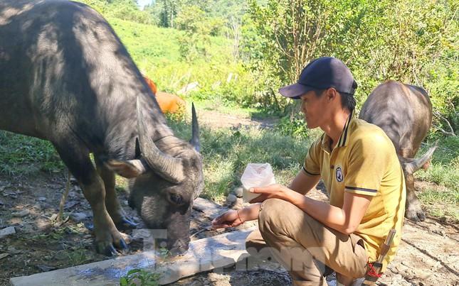 Kỹ sư nông nghiệp 'gác' bằng đại học lên núi chăn nuôi - Ảnh 3.