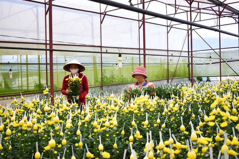 Sau khi giá hoa tăng trở lại, nông dân tất bật thu hoạch, đóng hàng cho thương lái