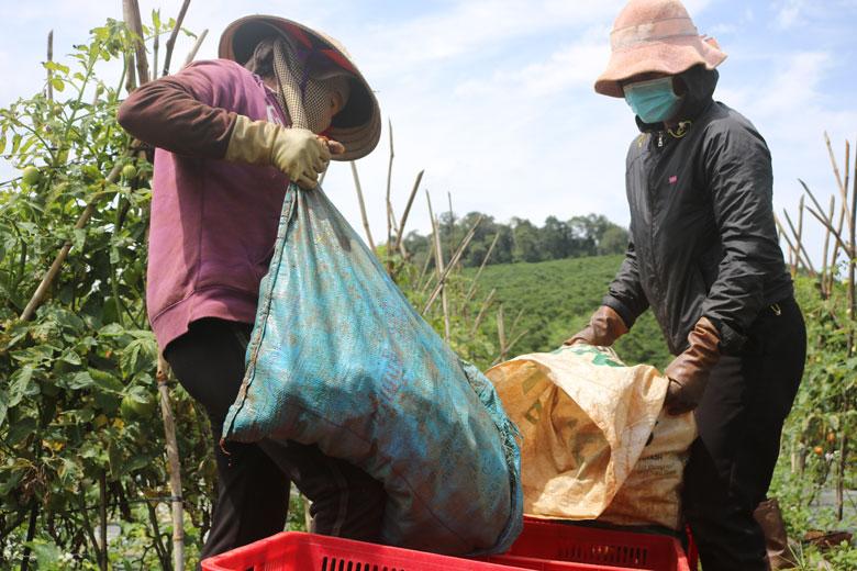 Việc chuyển đổi cây cà phê sang trồng cà chua mang lại thu nhập ổn định cho người dân xã Đinh Trang Thượng