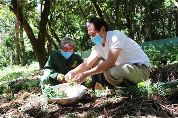 Uom mam sam tren dinh Ngoc Linh hinh anh 2