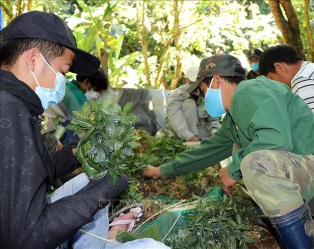 Uom mam sam tren dinh Ngoc Linh hinh anh 7