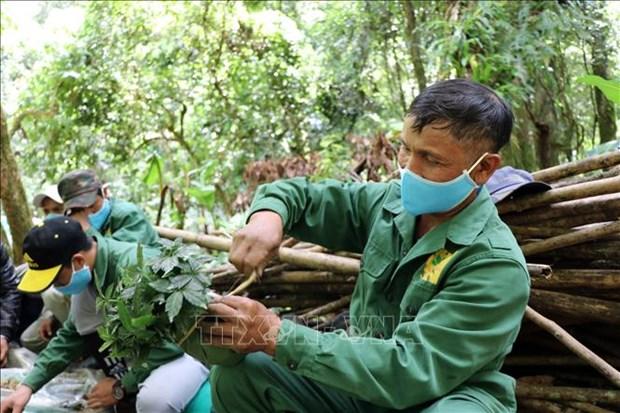 Uom mam sam tren dinh Ngoc Linh hinh anh 1