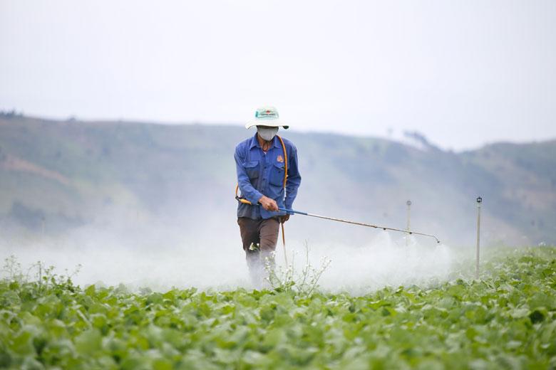 Nông dân phun xịt thuốc trừ nấm bệnh gây hại cho rau màu ngắn ngày tại xã Lạc Lâm, huyện Đơn Dương