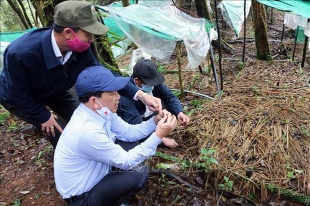 Kon Tum: Phat huy loi the cay trong de giup nguoi dan vung can cu cach mang thoat ngheo hinh anh 1