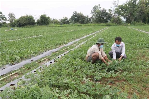 Tra Vinh chuyen hon 21.700 ha dat kem hieu qua sang trong cay co nang suat cao hinh anh 1