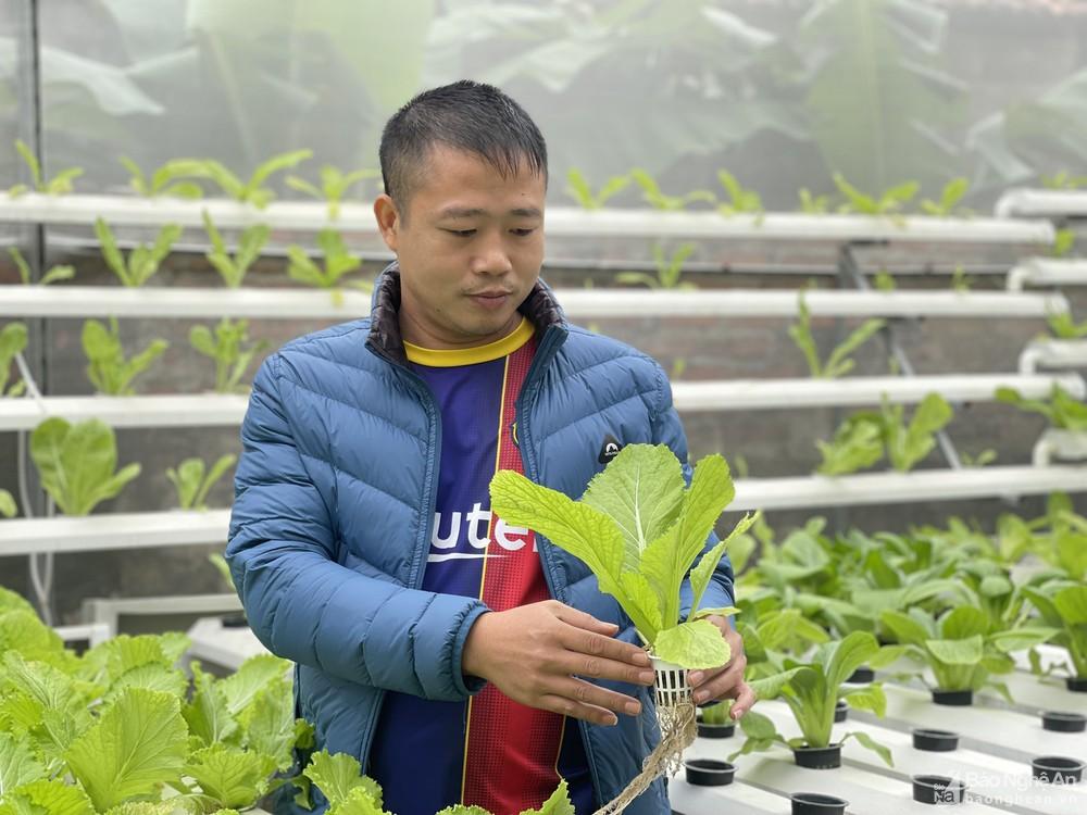 Mô hình trồng rau không cần đất đầu tiên ở huyện Quỳnh Lưu