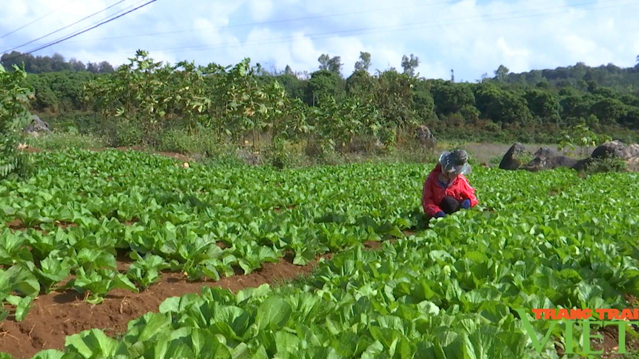 Nông thôn Tây Bắc: Thành phố Sơn La tập trung sản xuất rau vụ đông  - Ảnh 3.