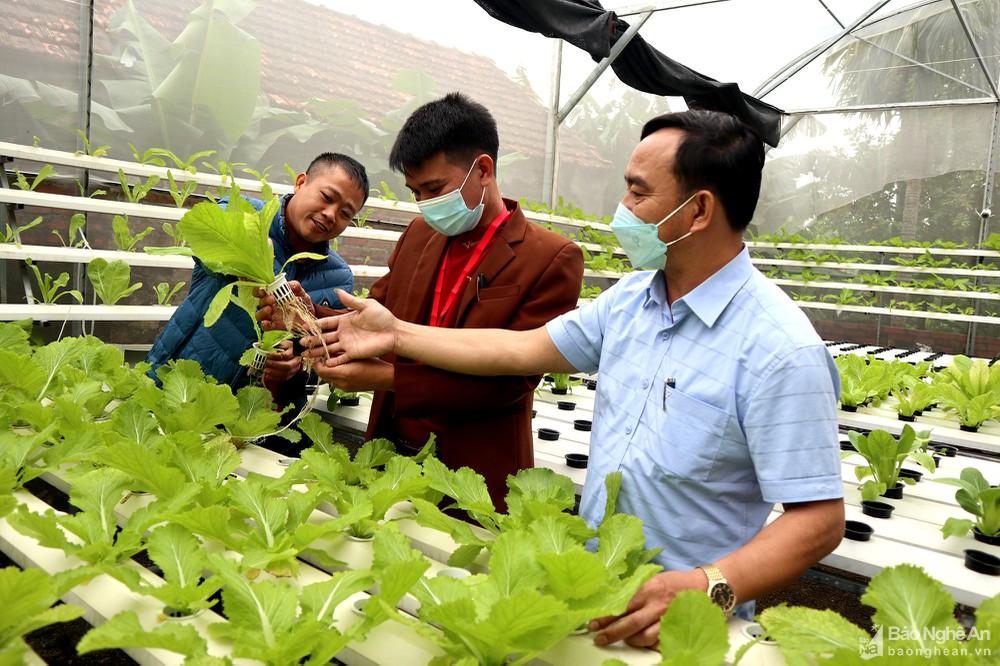 Mô hình trồng rau không cần đất đầu tiên ở huyện Quỳnh Lưu