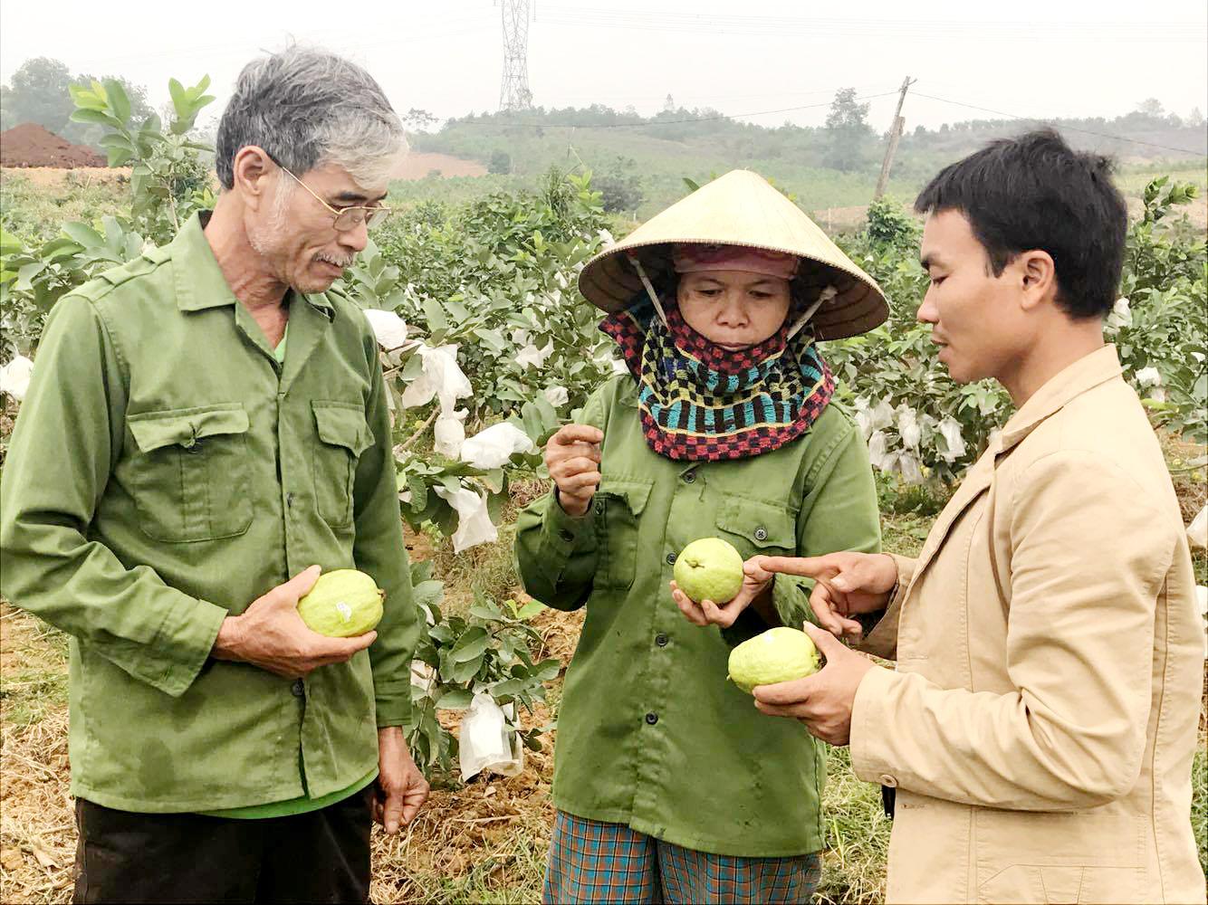 Chú trọng xây dựng chuỗi liên kết trong nông nghiệp ở Nghĩa Đàn